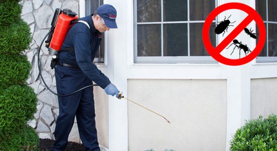 Zonguldak Fare İlaçlama böcek ilaçlama ve haşere kontrolü — ilaclama-tr.com